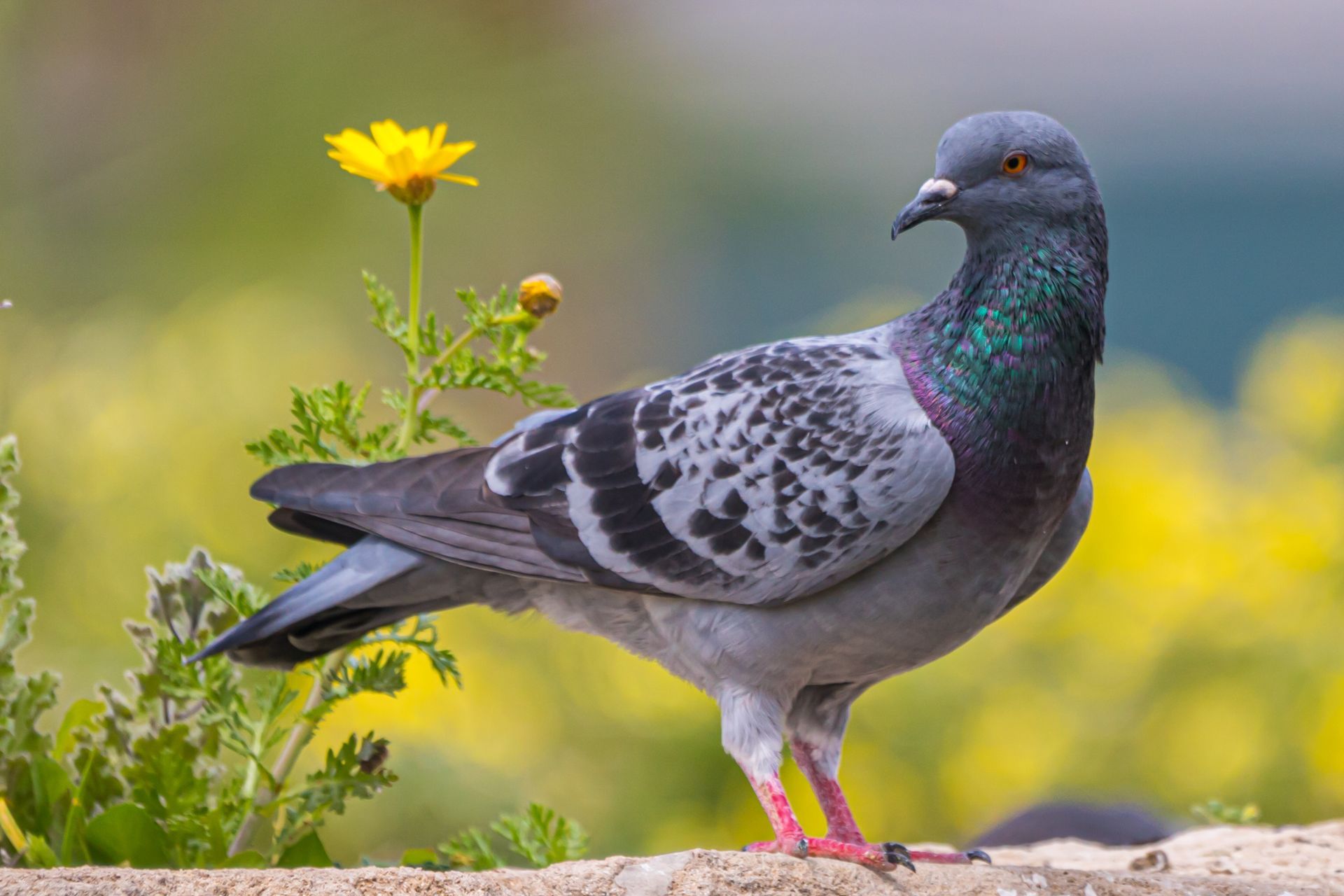 Pigeon