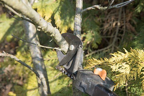 Pruning shears cutting a tree branch outdoors.