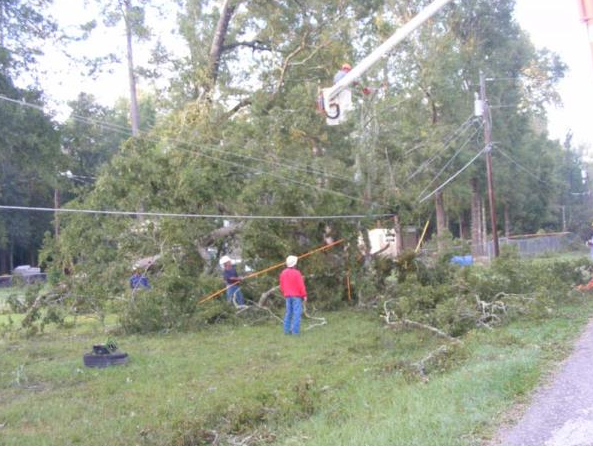 Employees removing trees off wires Employees removing trees off wires