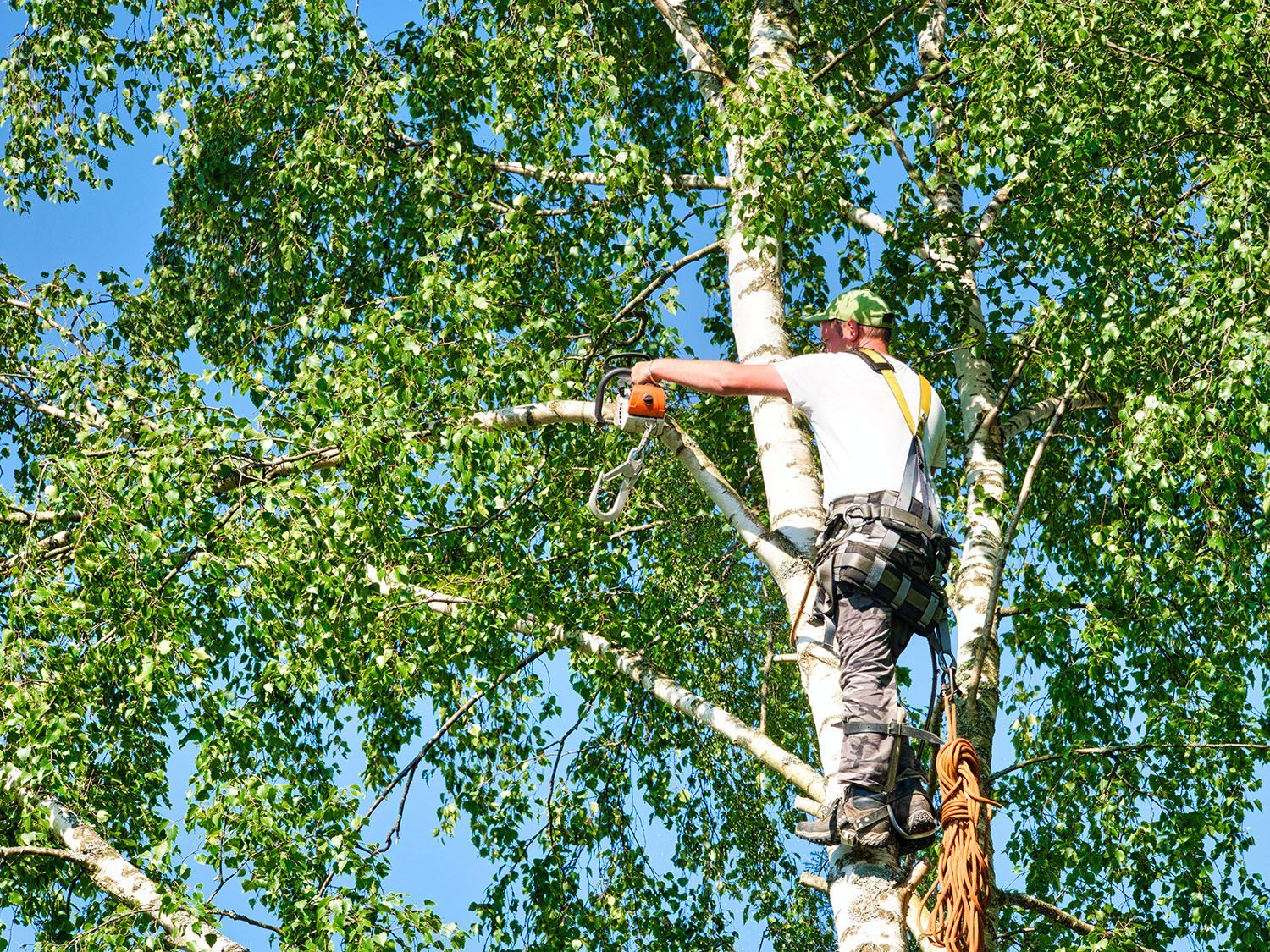 An arborist using a chainsaw to cut tree branches while secured with climbing gear