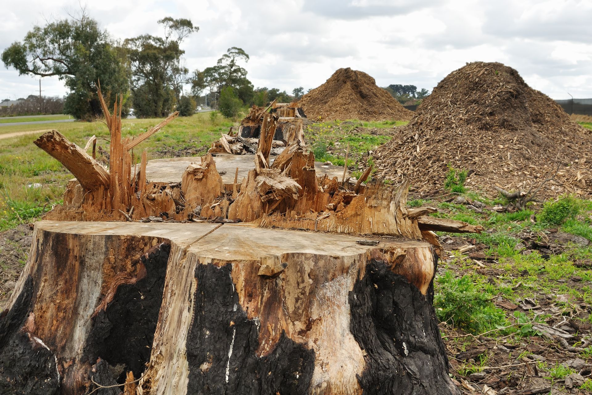 Tree stump with rough bark and fresh cuts, highlighting expert Stump Removal Services in action.