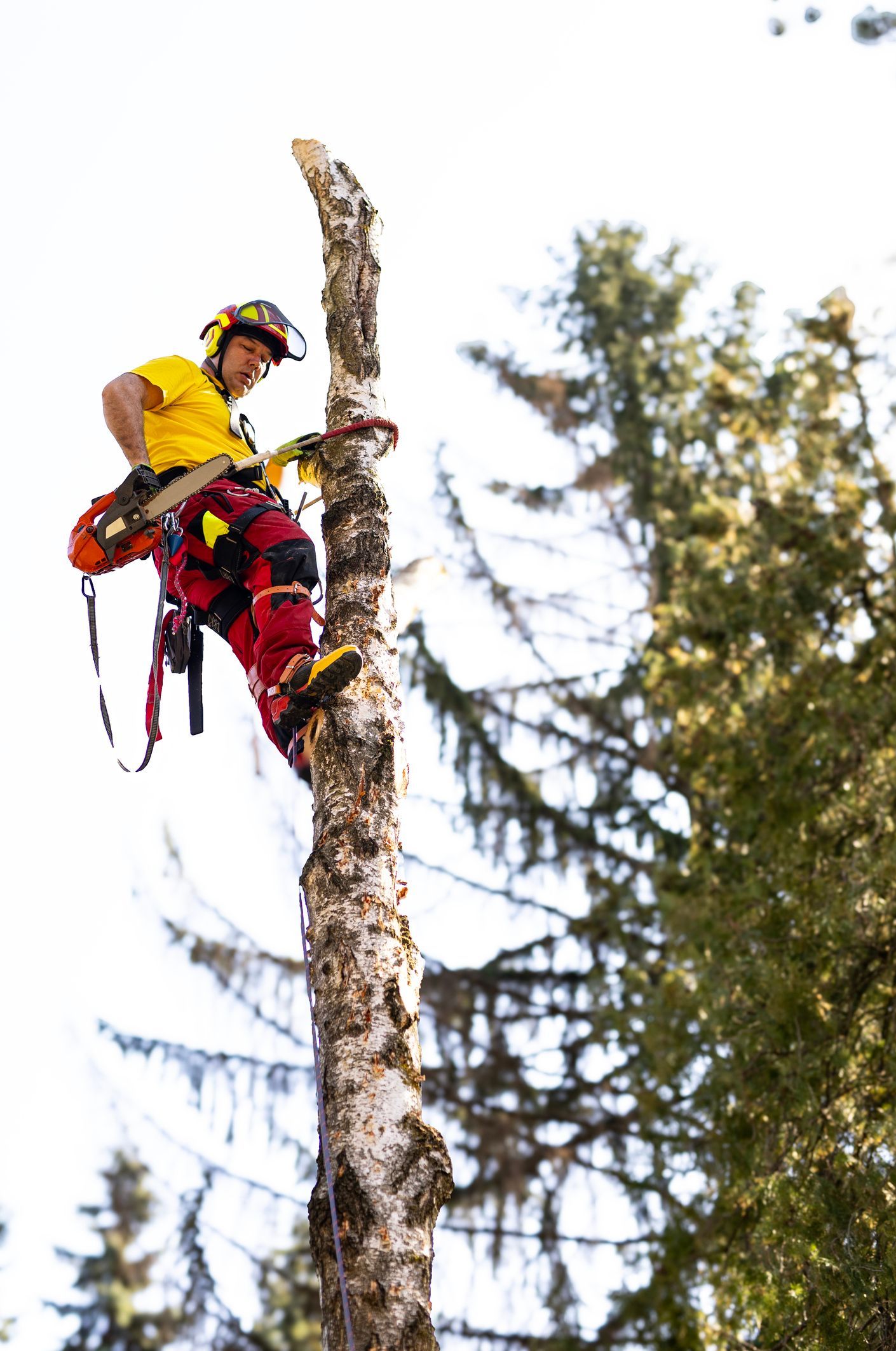 Arborist cutting branches.