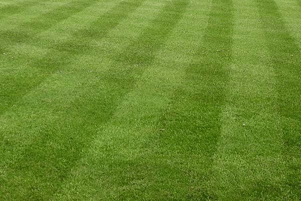 artificial turf