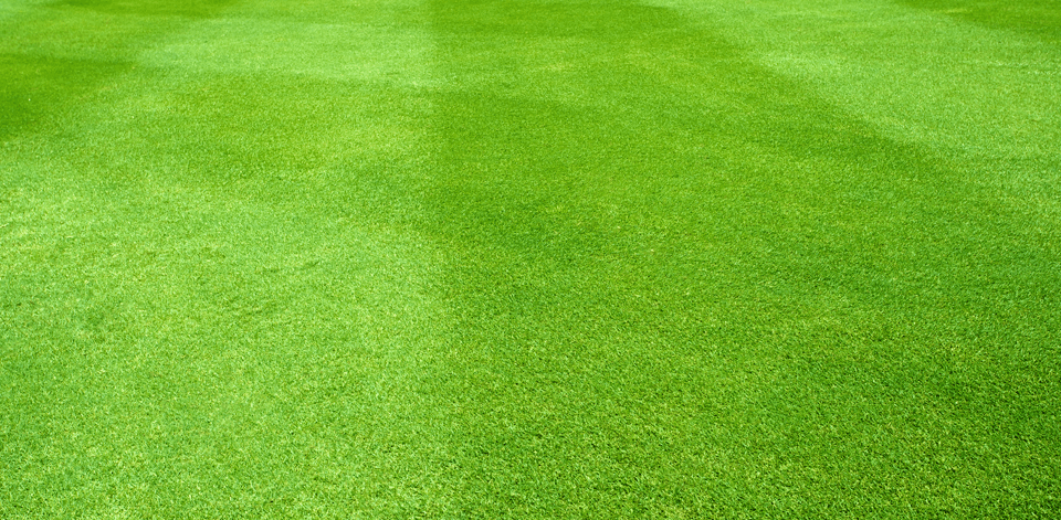 A huge green lawn