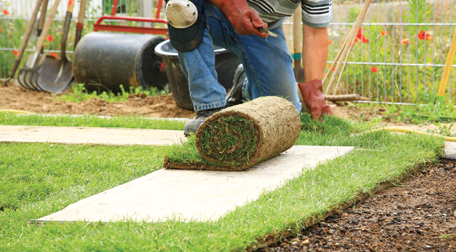 A gardener rolling out turf