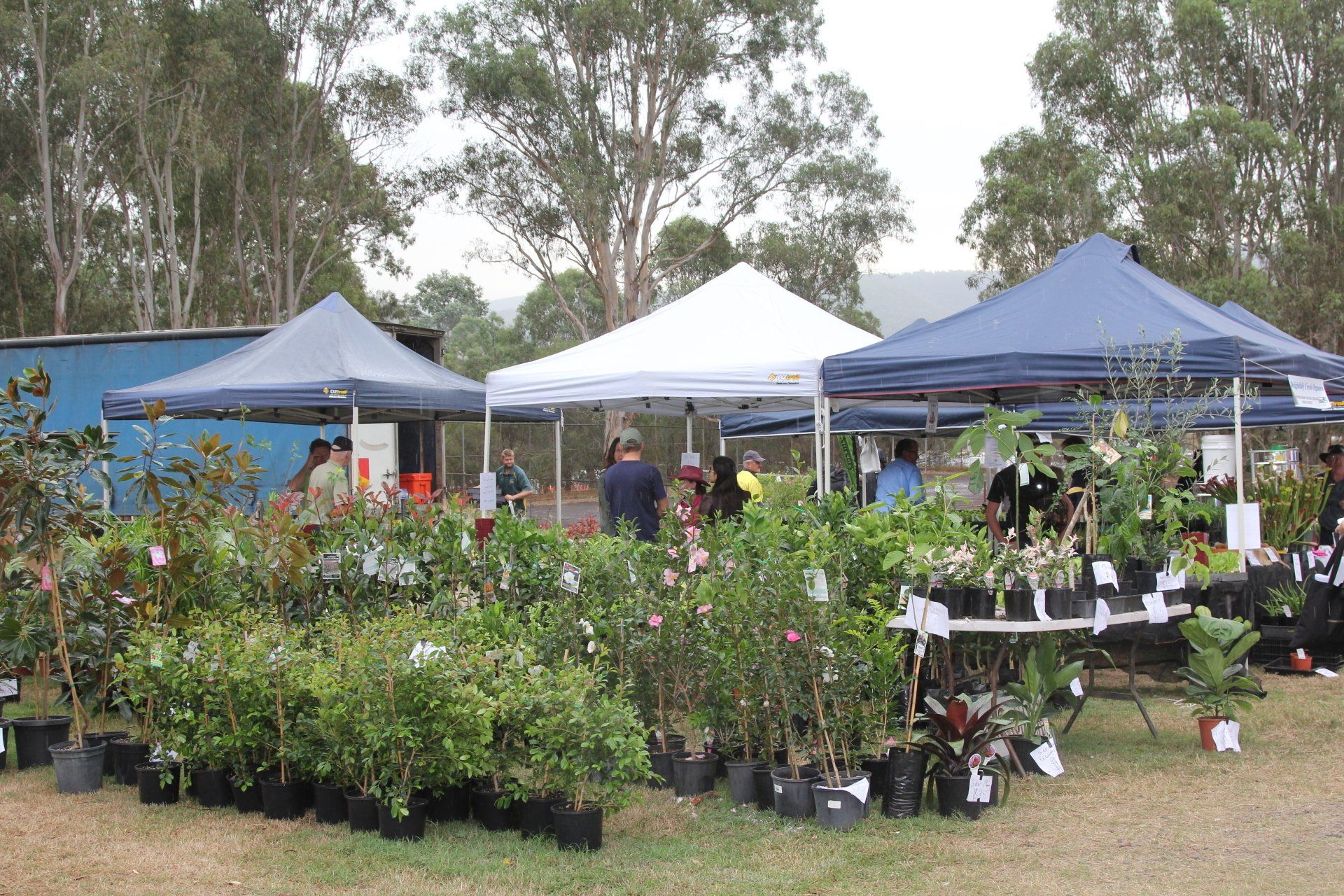 Gallery Tocal Field Days