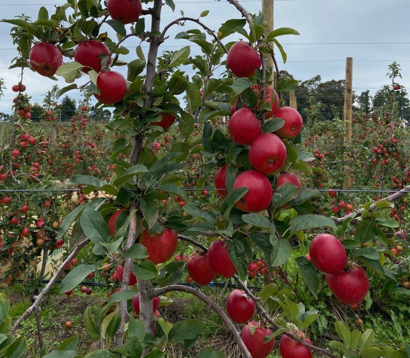 close view of apple tree