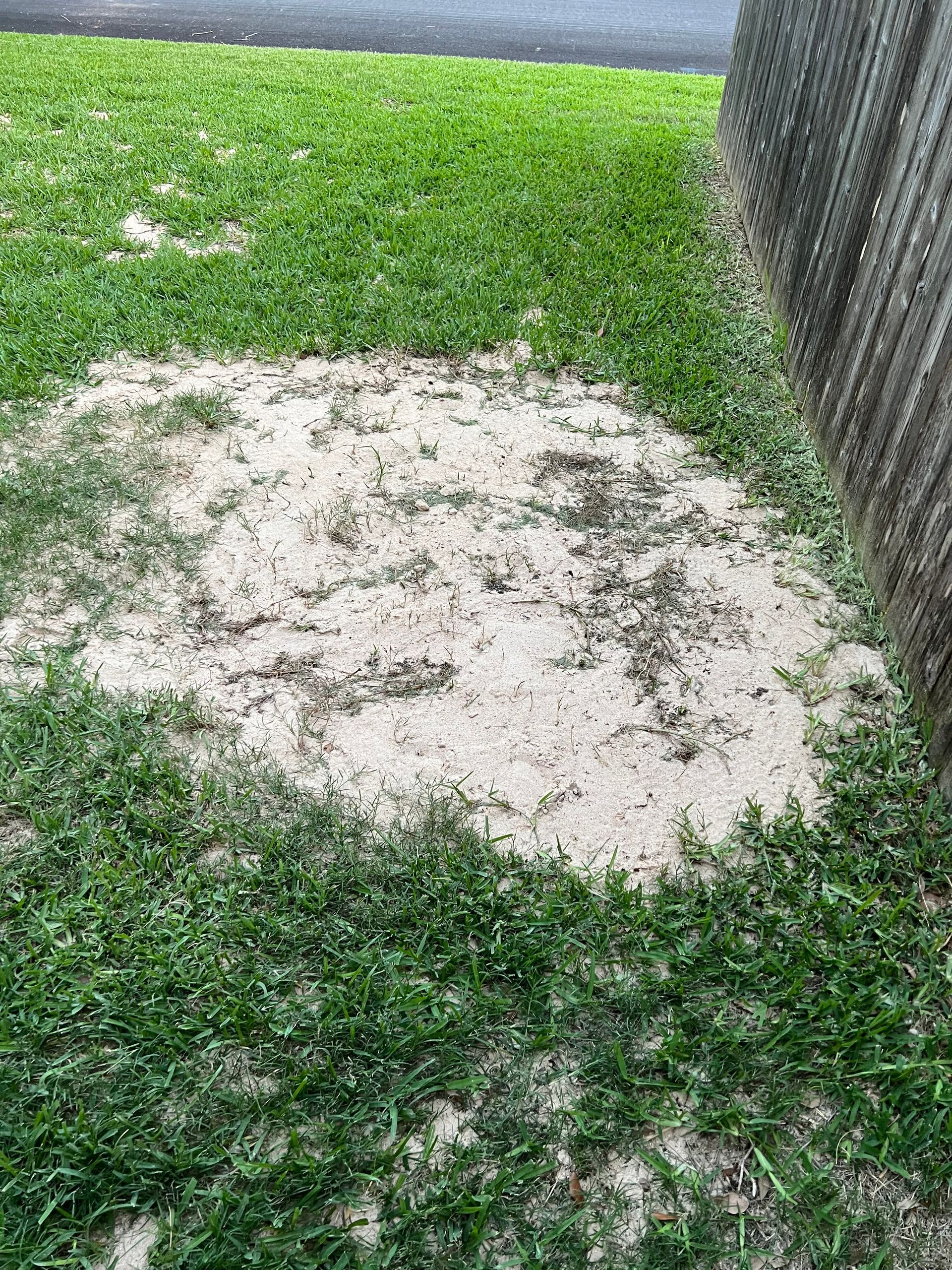 Sandy patch in green grass next to a wooden fence.