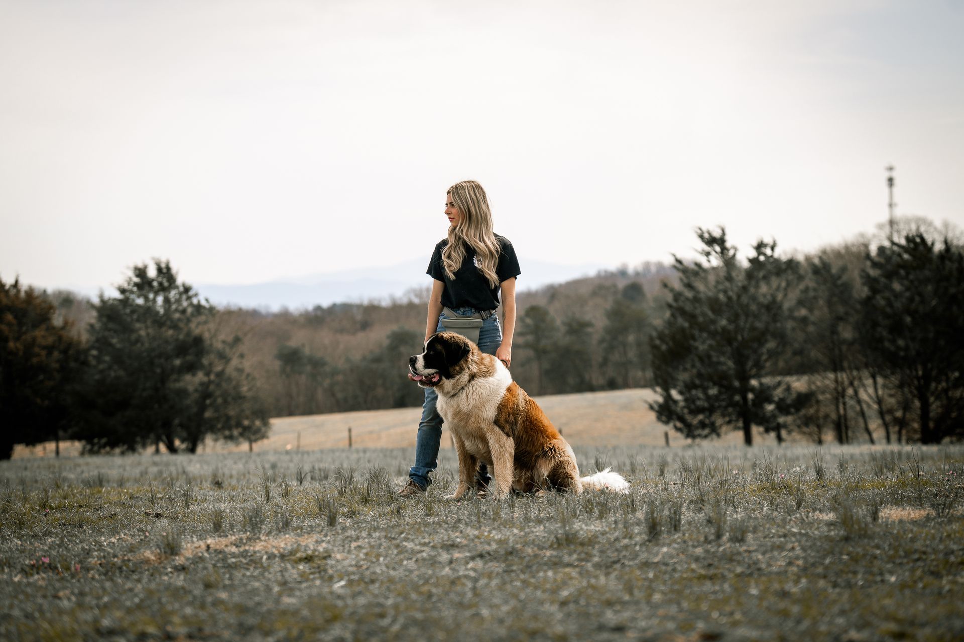 A person stands in a grassy field next to a large brown and white Saint Bernard dog.