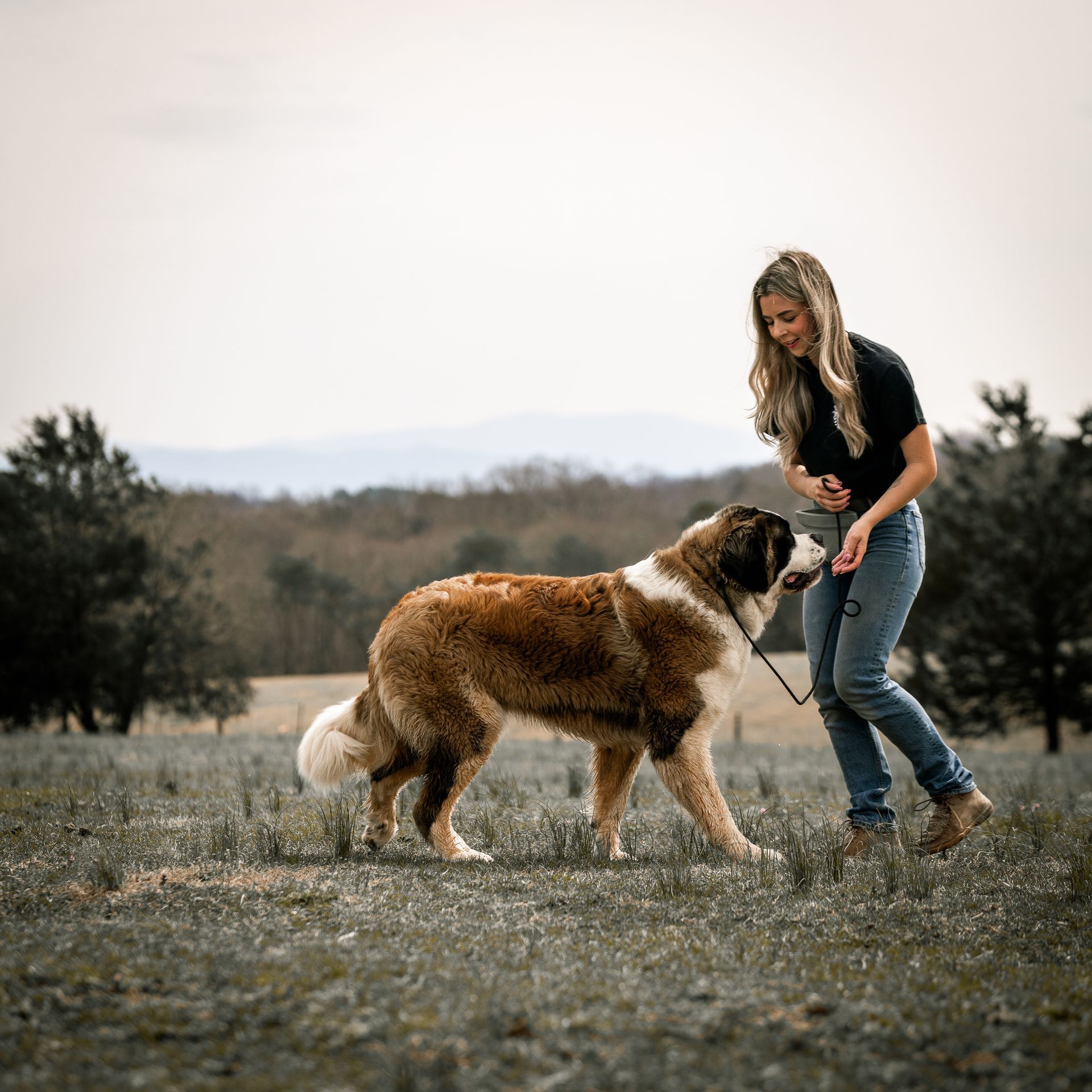 A person in a black shirt and jeans walks a large brown and white Saint Bernard dog across a grassy field.