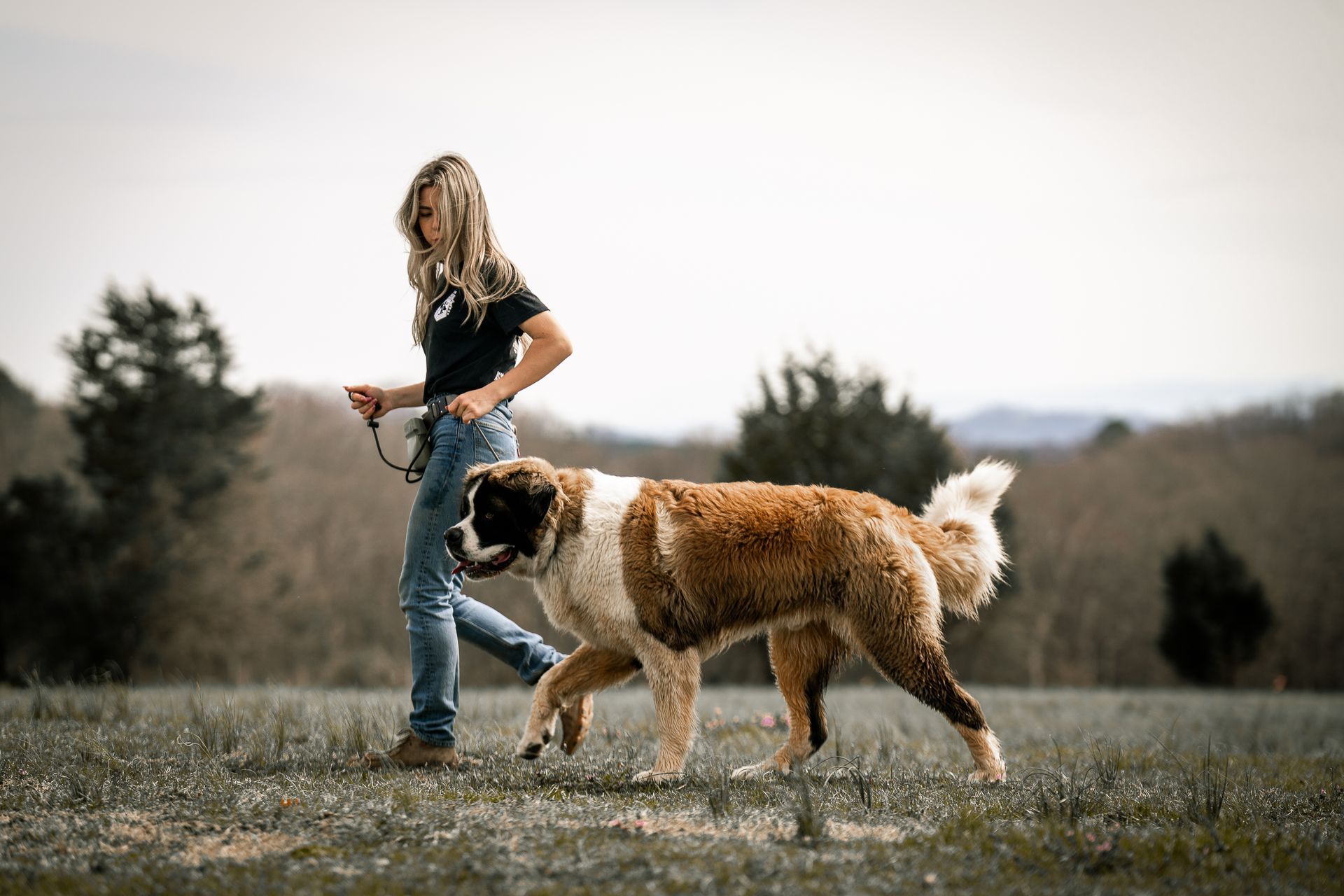 A person walks a large Saint Bernard dog across an open, grassy field under a cloudy sky.