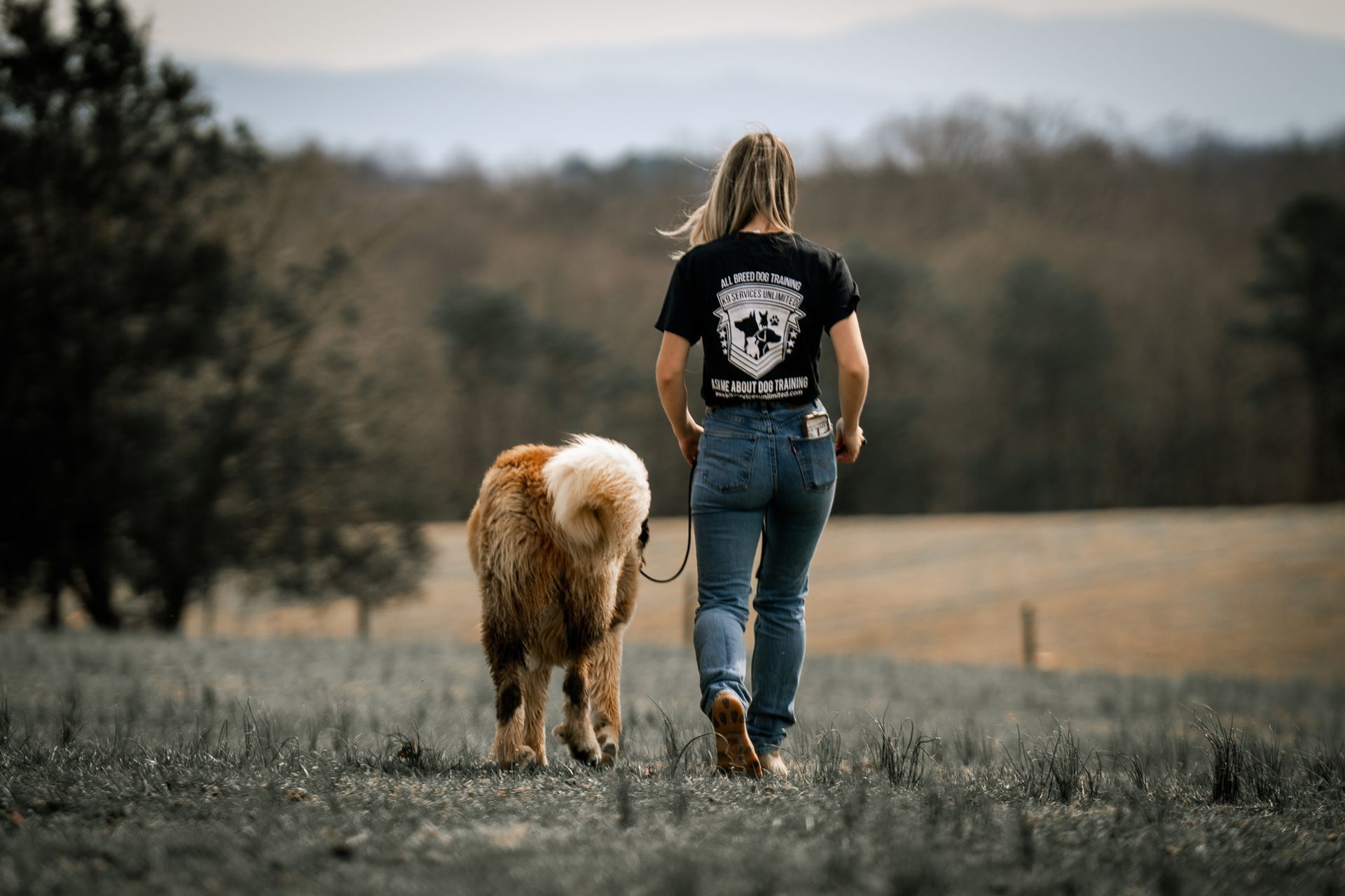 A person in a black t-shirt and blue jeans walks through a field with a fluffy, golden-brown dog on a leash.