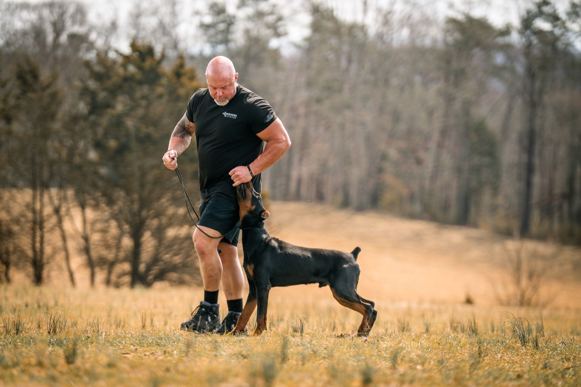 A man in a black shirt and shorts walks with a Doberman on a leash through a dry, grassy field with trees in the distance.