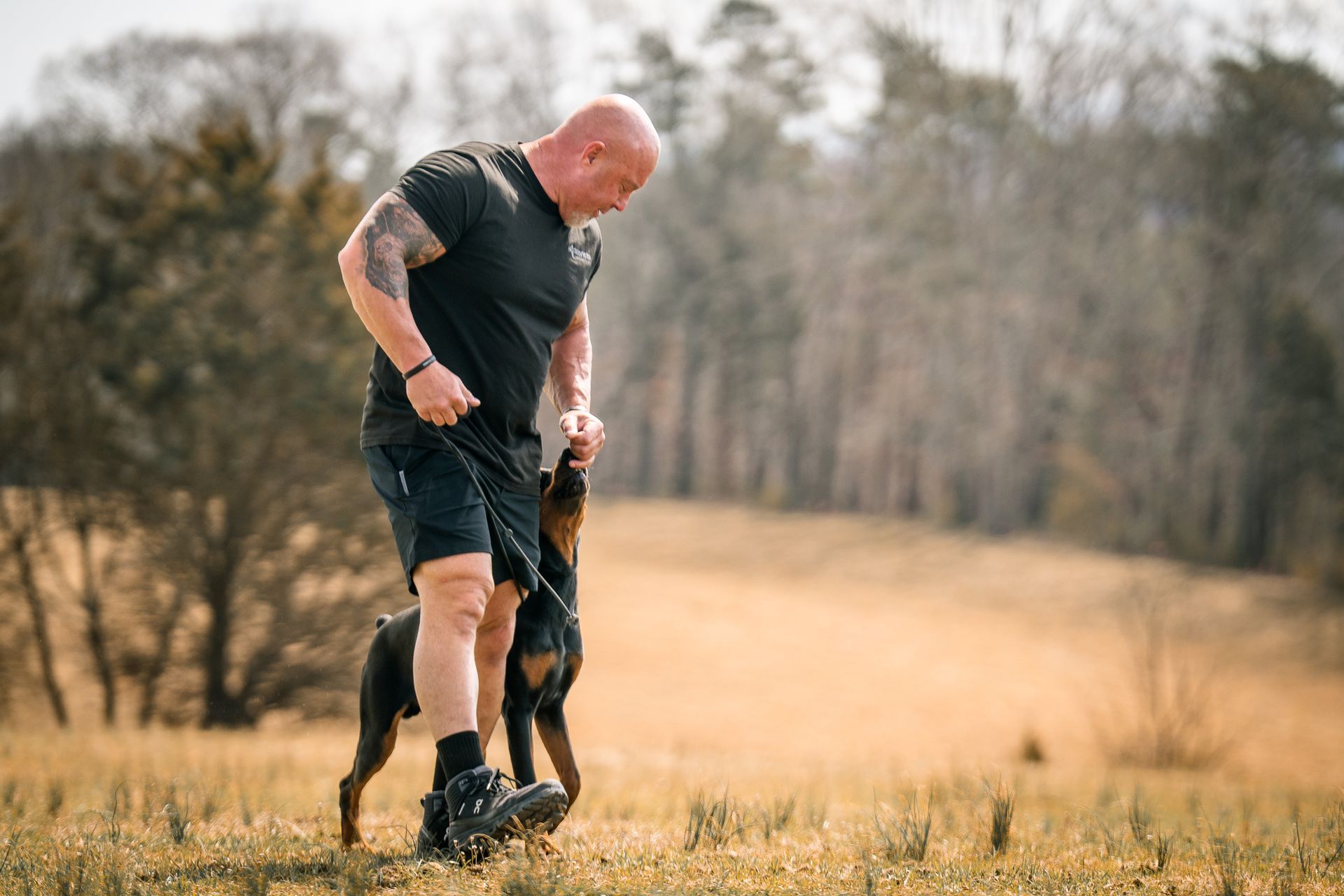 A bald person in a black t-shirt and shorts walks through a grassy field while training a Doberman Pinscher.