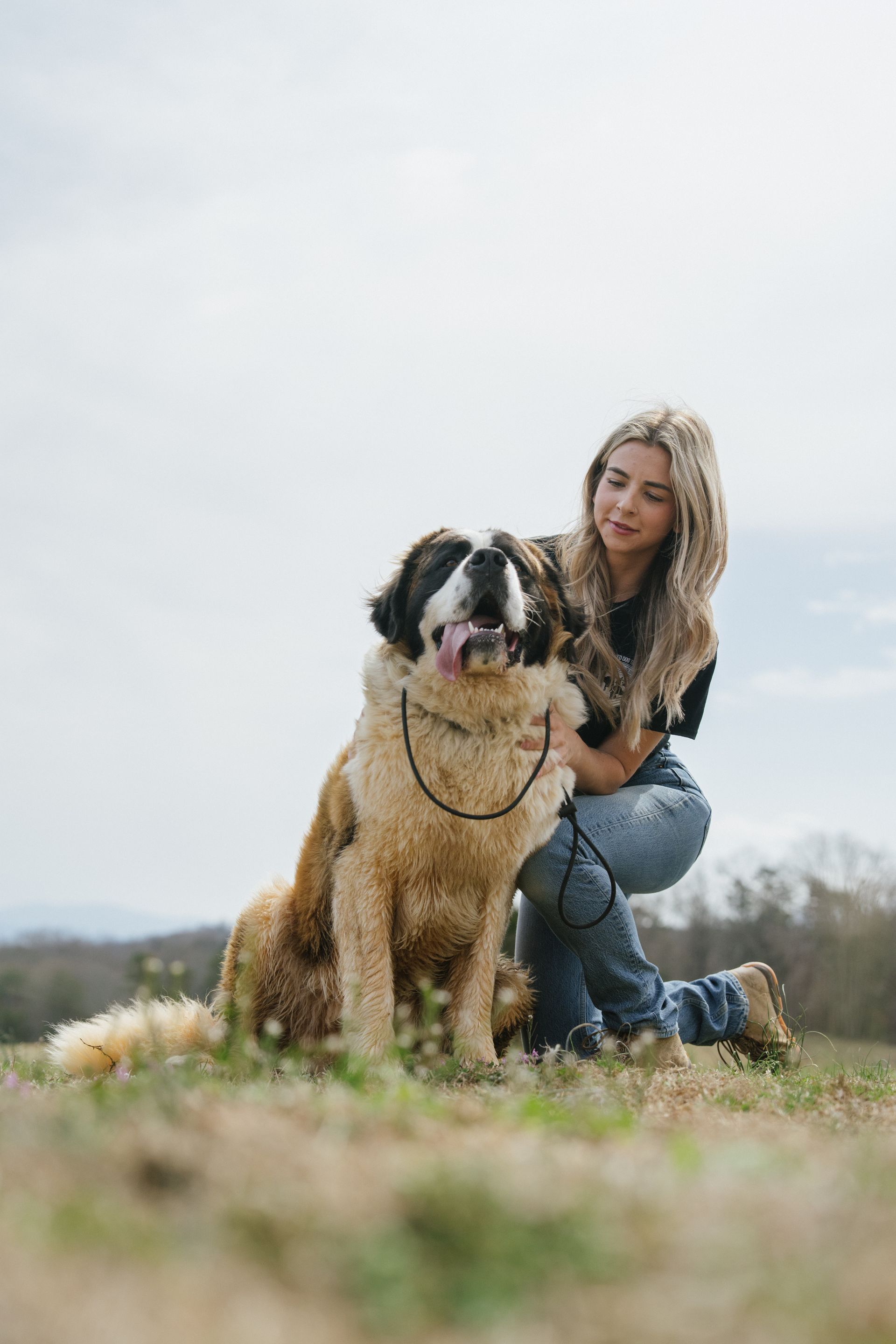 A person kneels in a grassy field, smiling while petting a large Saint Bernard dog with its tongue out.
