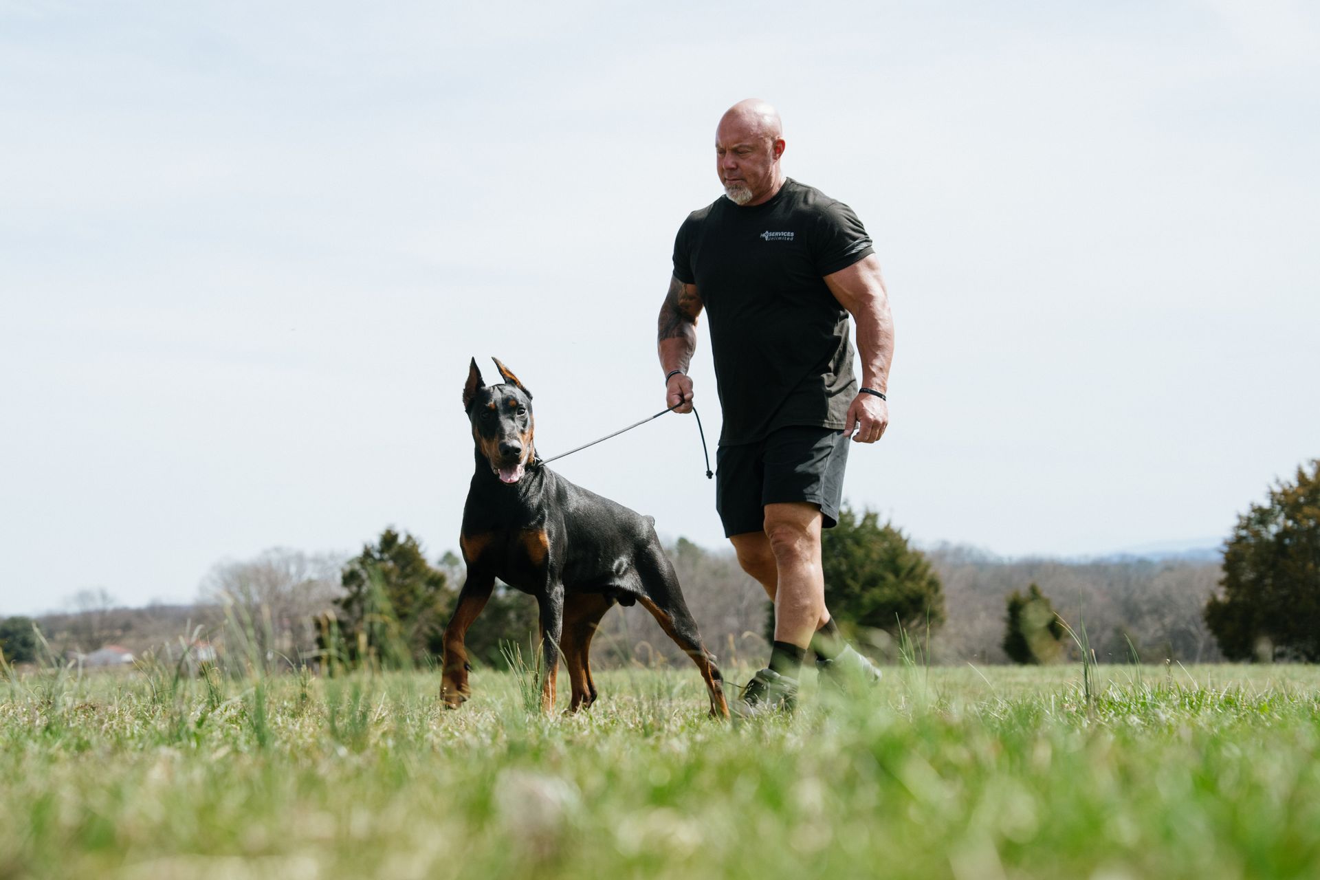 A muscular person walks through a grassy field while holding the leash of a black and tan Doberman Pinscher.