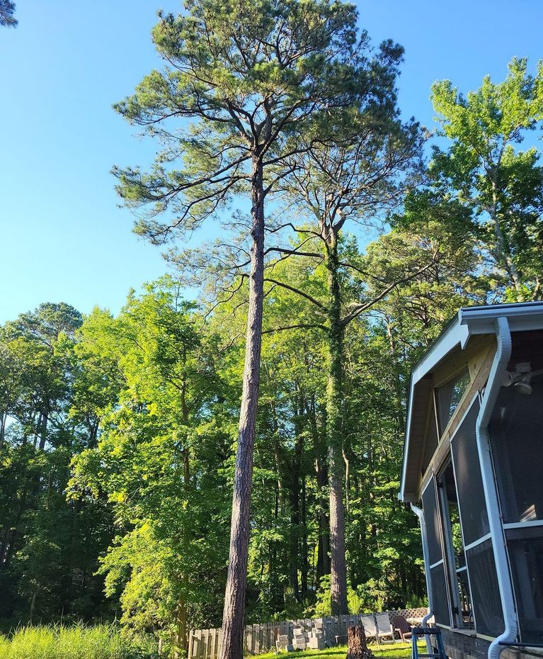 Tall pine trees with green foliage against a blue sky, near a building with a dark roof and white trim.