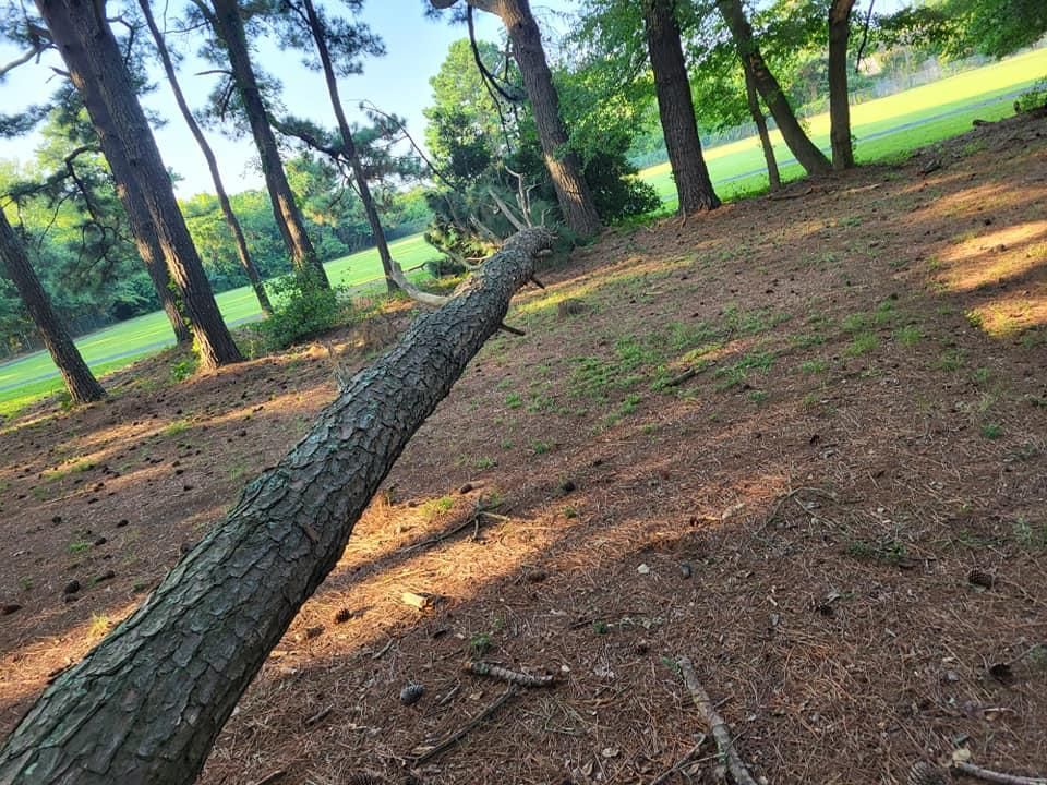A fallen tree trunk lies on a bed of pine needles in a wooded area near a grassy field.