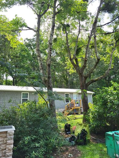 Two tall trees in front of a gray house with a small deck. Green foliage surrounds the yard, sunny day.