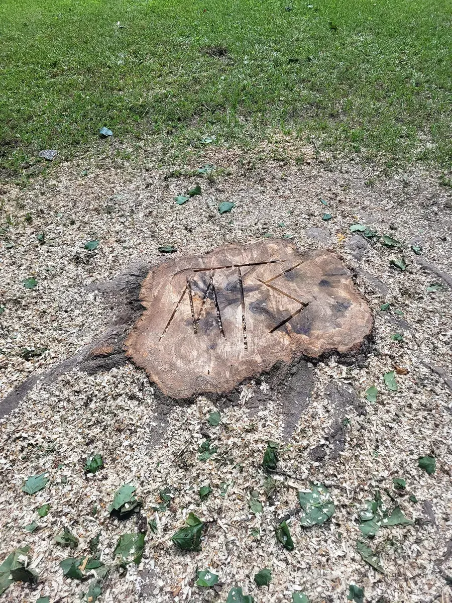 Tree stump in a mulched area with green grass in the background.