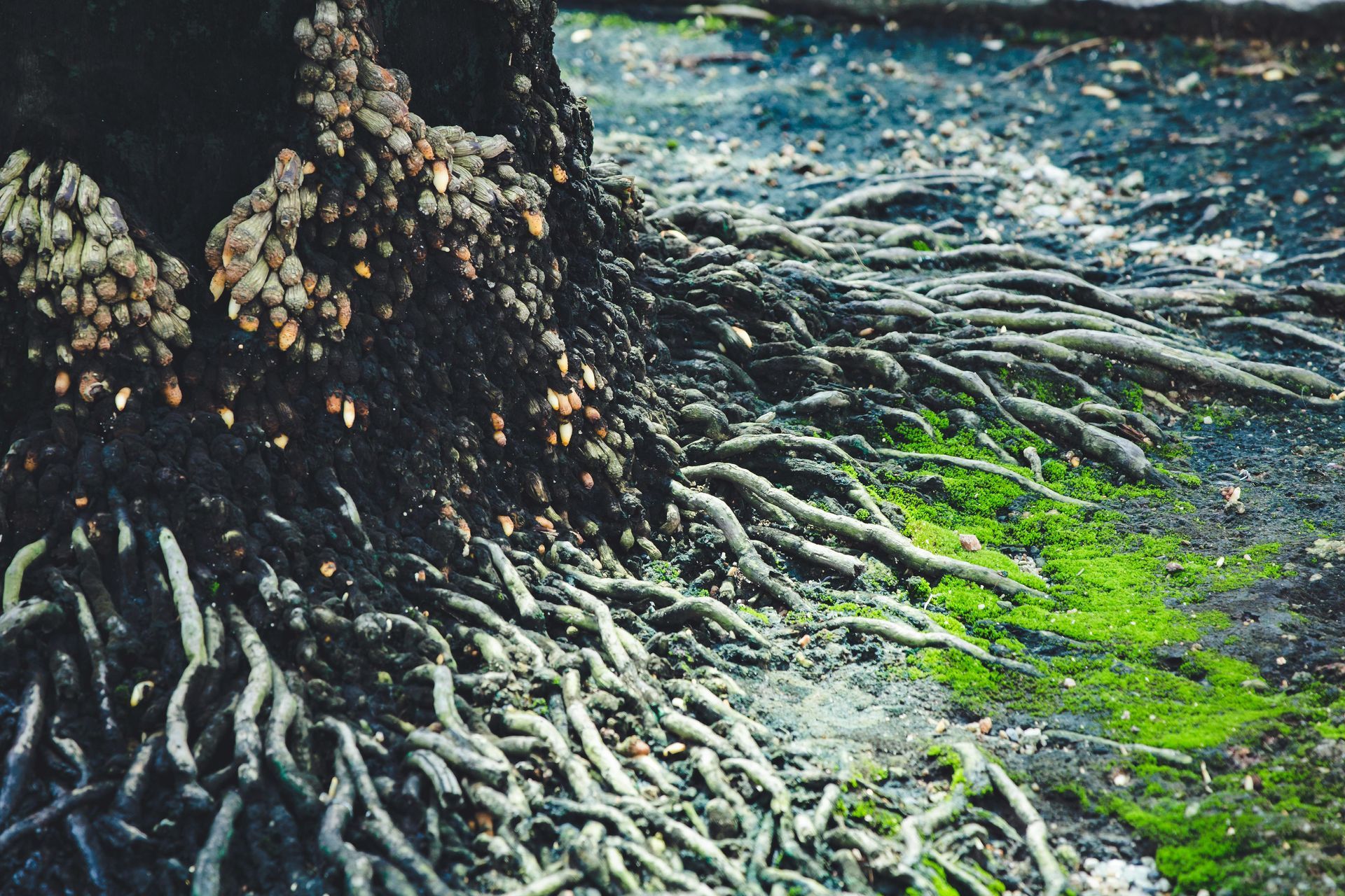 Roots of a tree, partially covered in moss, extend from the dark trunk onto a damp surface.