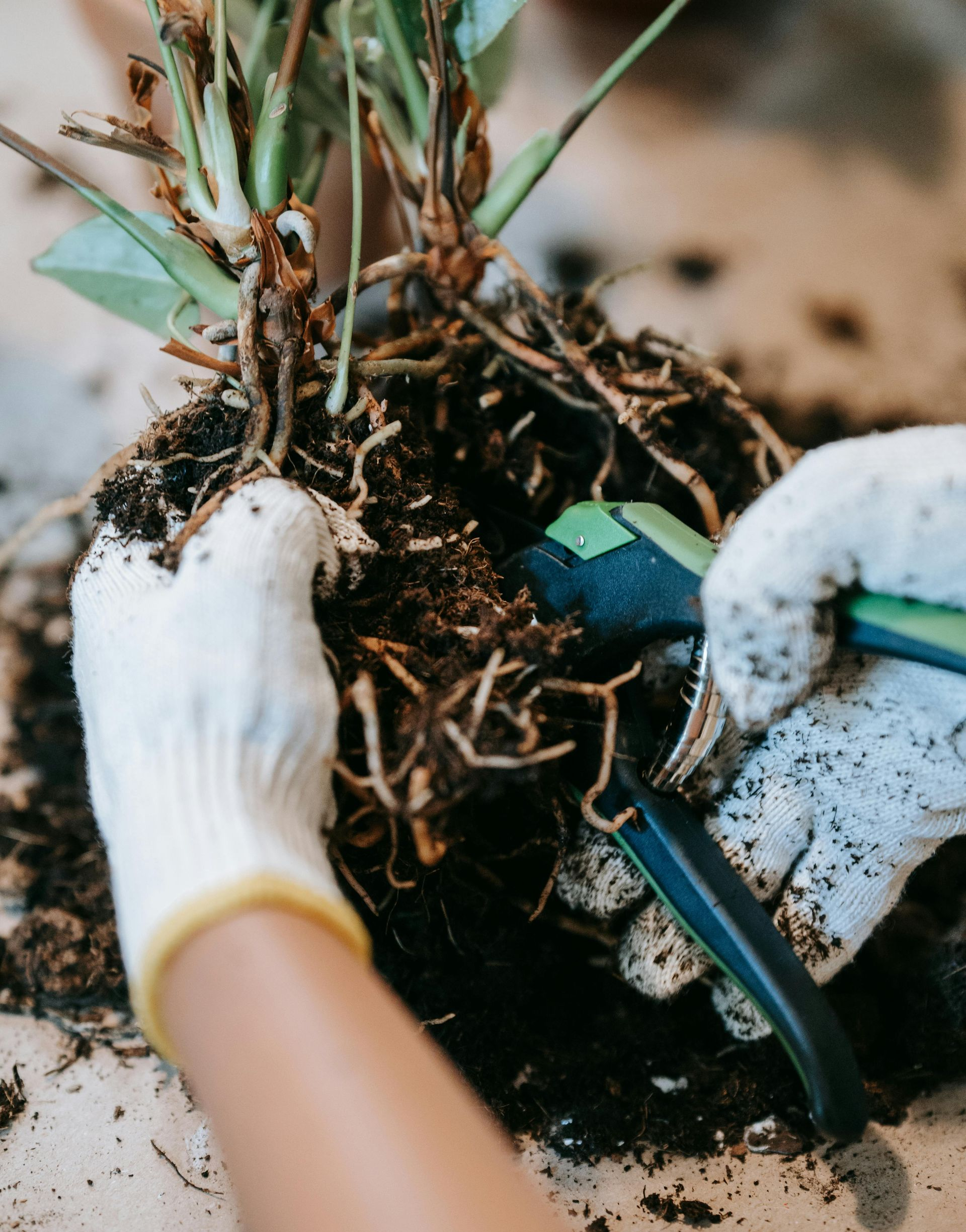 Gloved hands pruning plant roots with green shears.