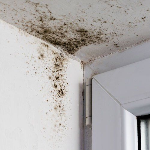 Mold  — Beaver Falls, PA — Cline Cleaning & Restoration