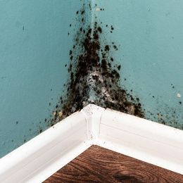 Black Mold on Wall — Beaver Falls, PA — Cline Cleaning & Restoration