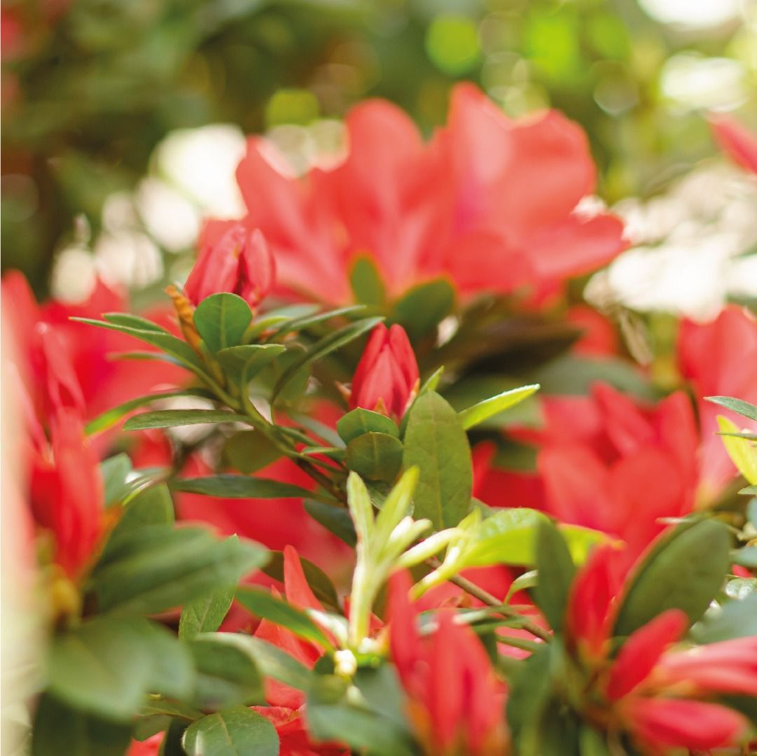 Flores de azalea roja en flor, con hojas verdes y un fondo borroso.
