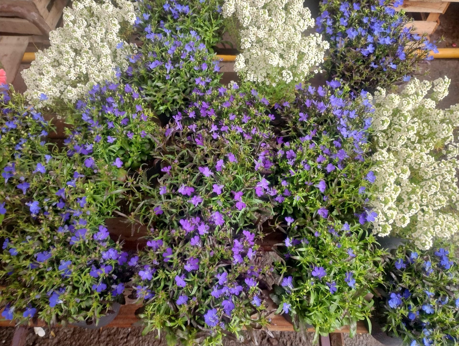 Racimos de plantas con flores azules y blancas en un entorno de jardín.