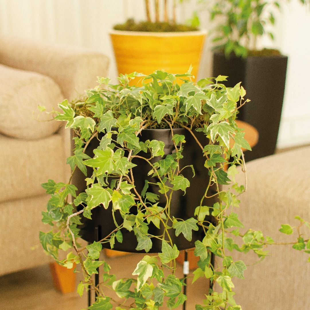 Planta de hiedra verde en maceta negra sobre soporte, sofá beige y otras plantas en el fondo.