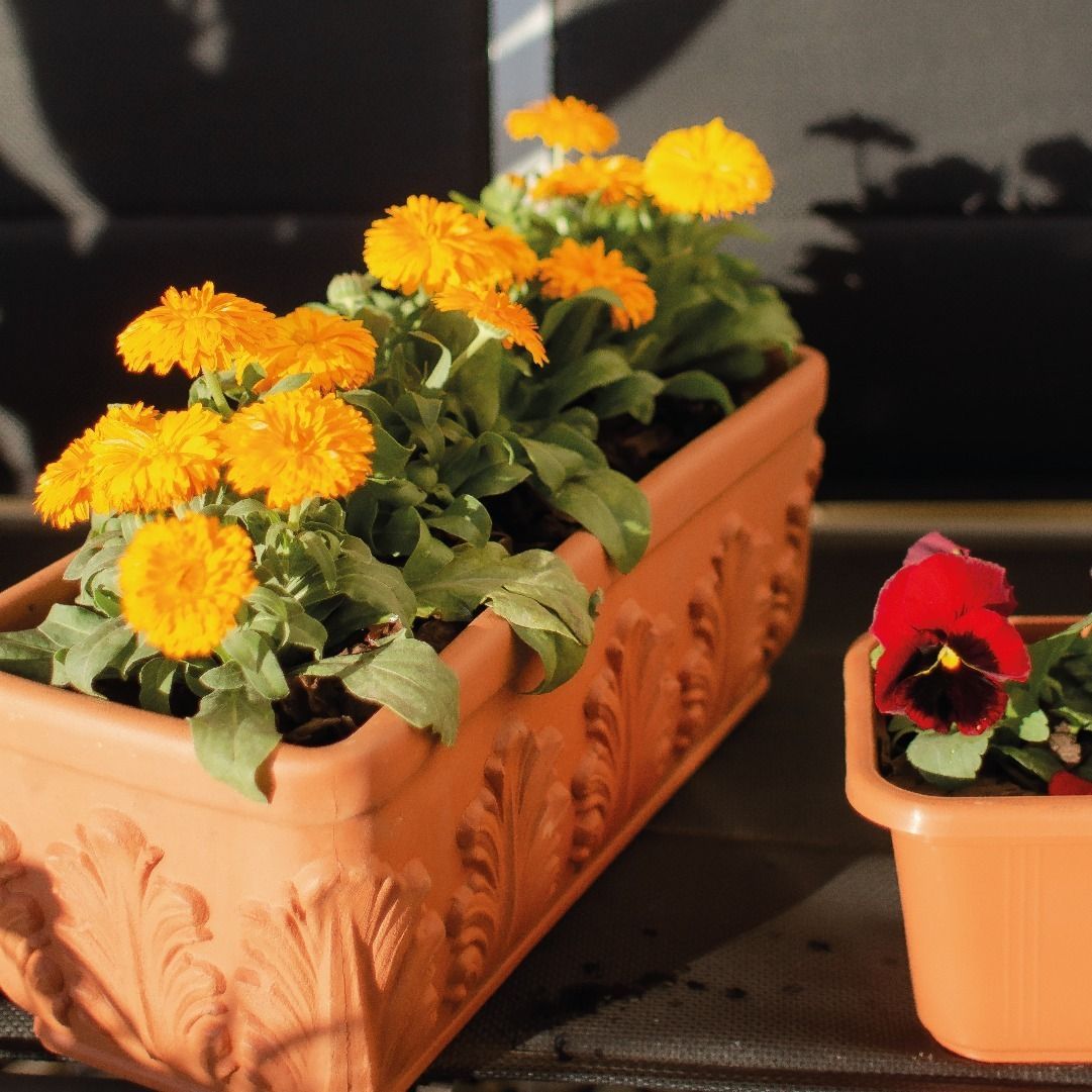 Flores naranjas y amarillas en una maceta rectangular de terracota, junto a una maceta más pequeña con una flor roja y violeta.