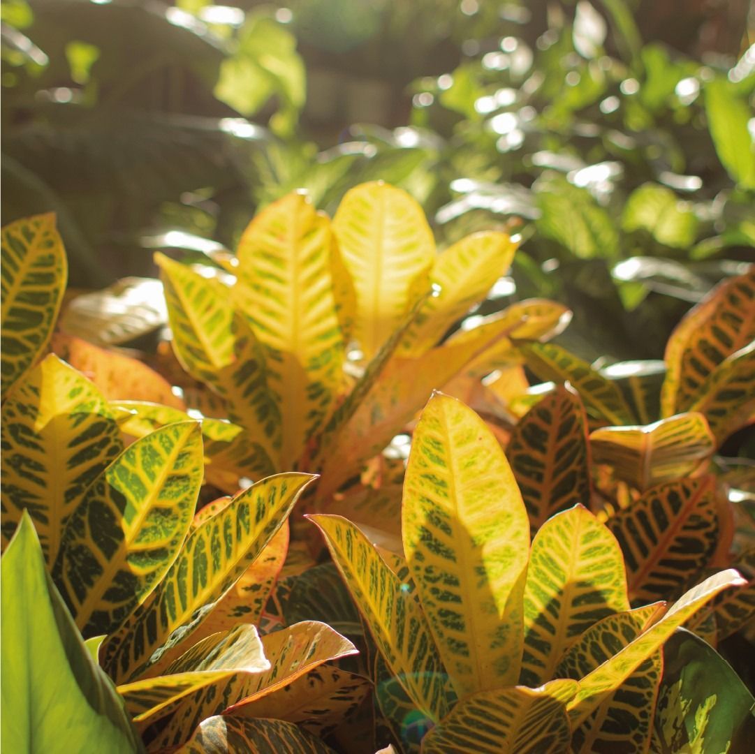 Follaje de la planta de crotón de color amarillo y verde a plena luz del sol.