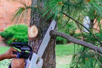 Professional is cutting trees using a chainsaw 
