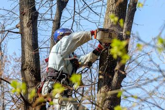 A worker in a helmet hangs from ropes at the top of a tree and cuts down a branch with a chainsaw.