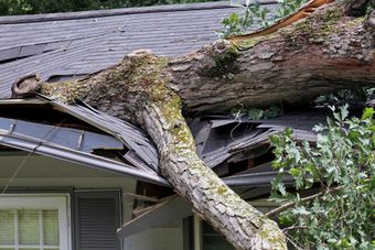 Heavy Oak Tree Demolishes a House Roof 
