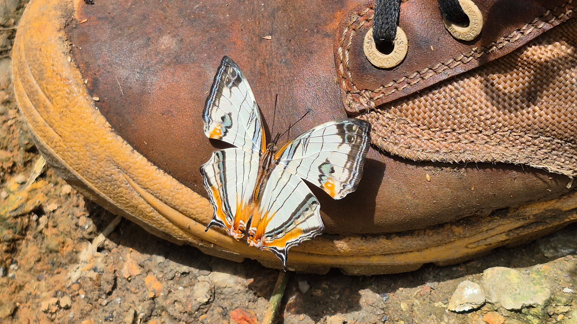Grey, black and orange buttery resting on a brown hiking boot