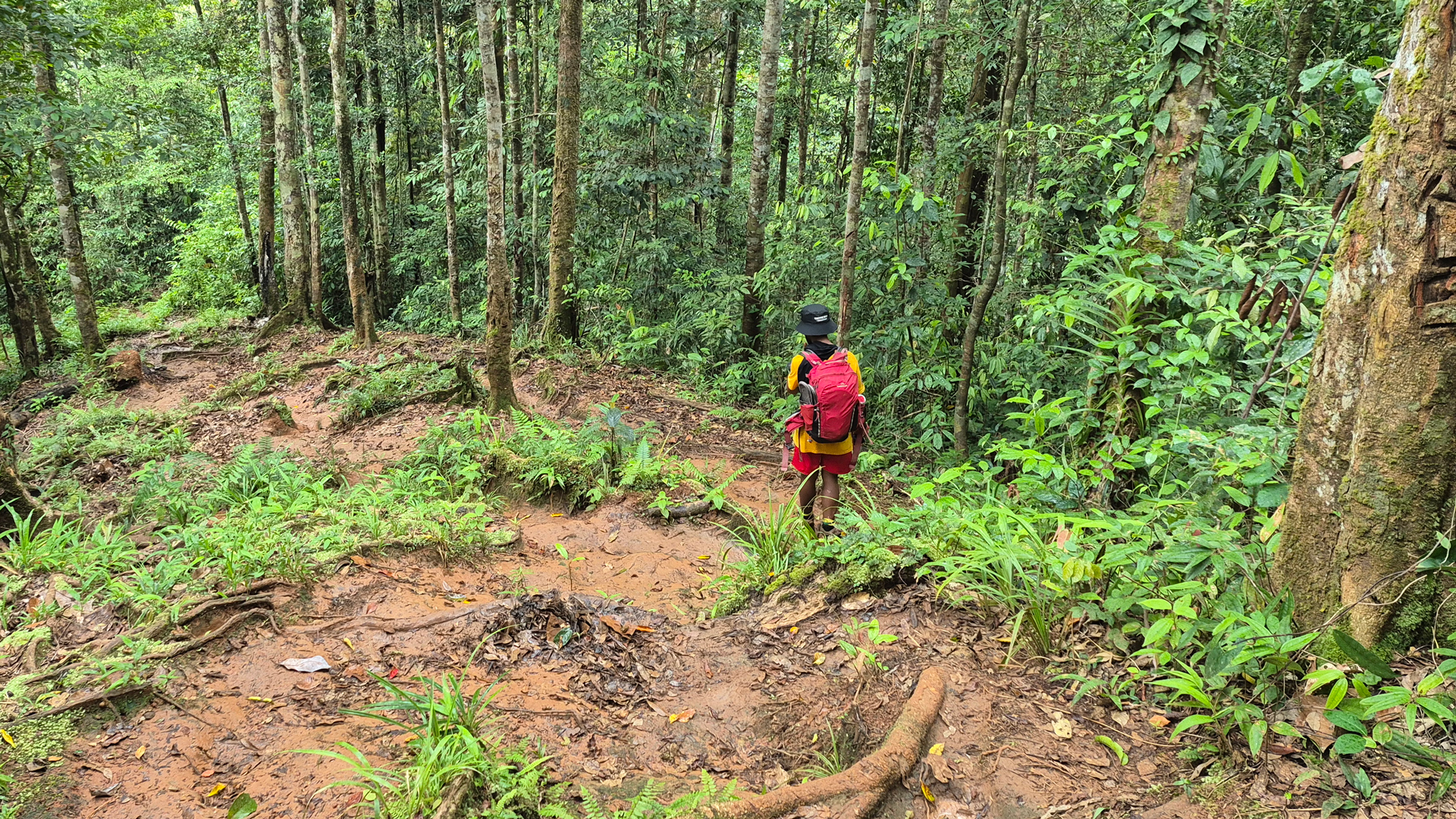 Person waking through Kokoda trail in Papua New Guinea downhill on bush track