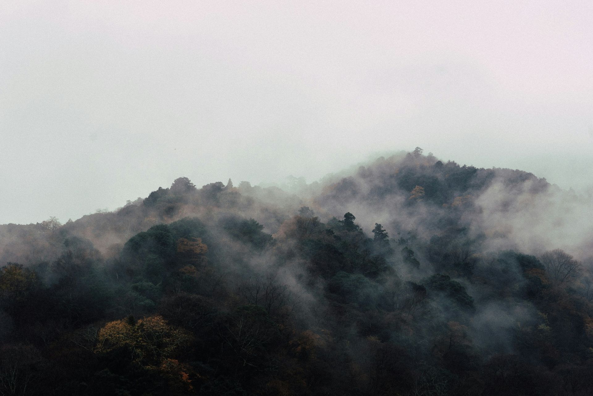 Japanischer Wald im Nebel. Wird oft mit Kampfsport und Kampfkunst assoziiert.