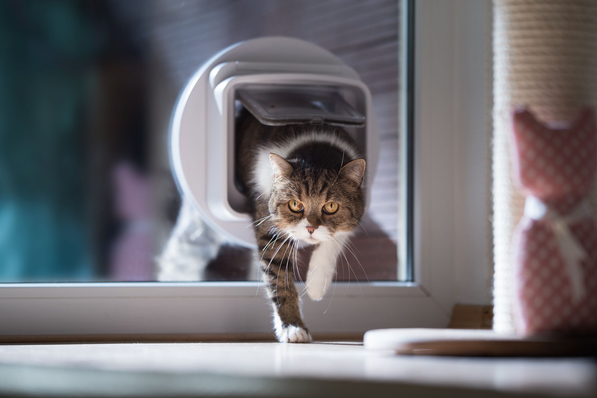 british shorthair cat coming through a glass panel on a glass door