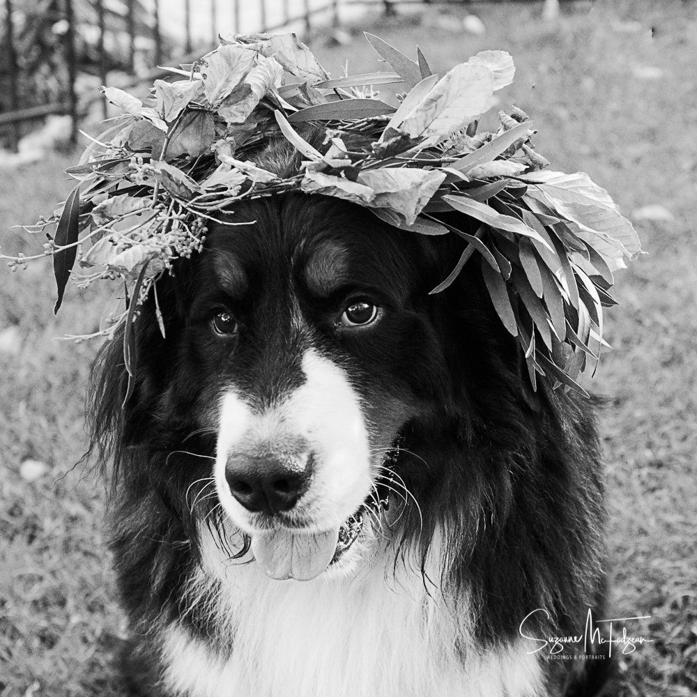 Suzanne Mcfadzean Photography 4