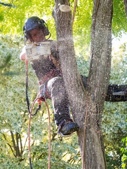 A man is cutting a tree with a chainsaw while climbing a tree