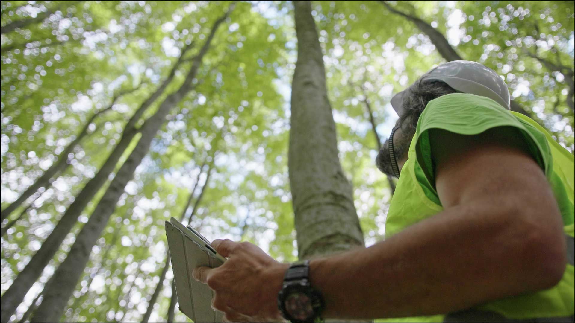 A man in a green vest is standing in a forest looking up at trees