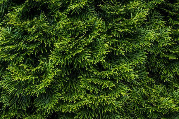 A close up of a pine tree with lots of green leaves