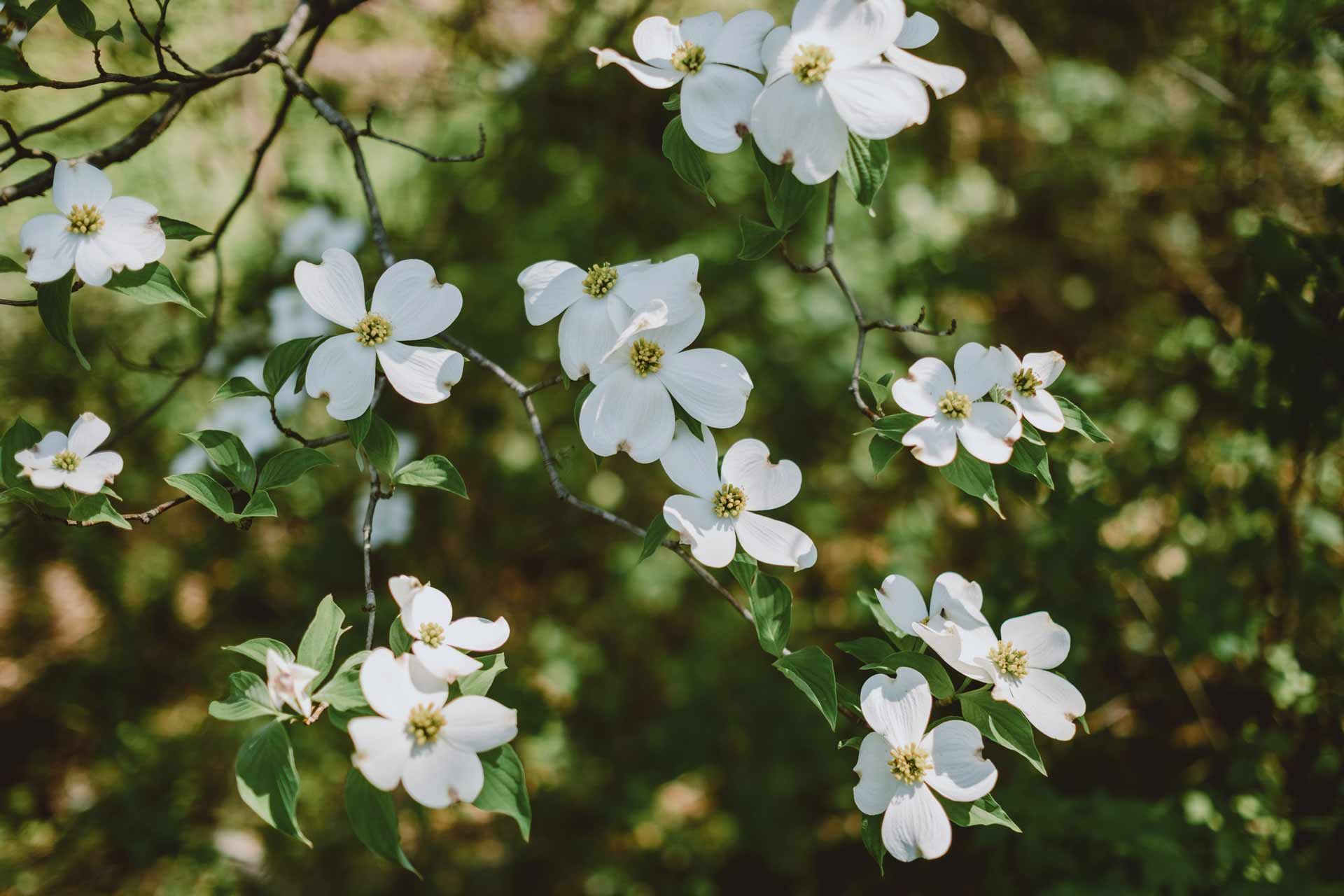 A bunch of white flowers are hanging from a tree branch