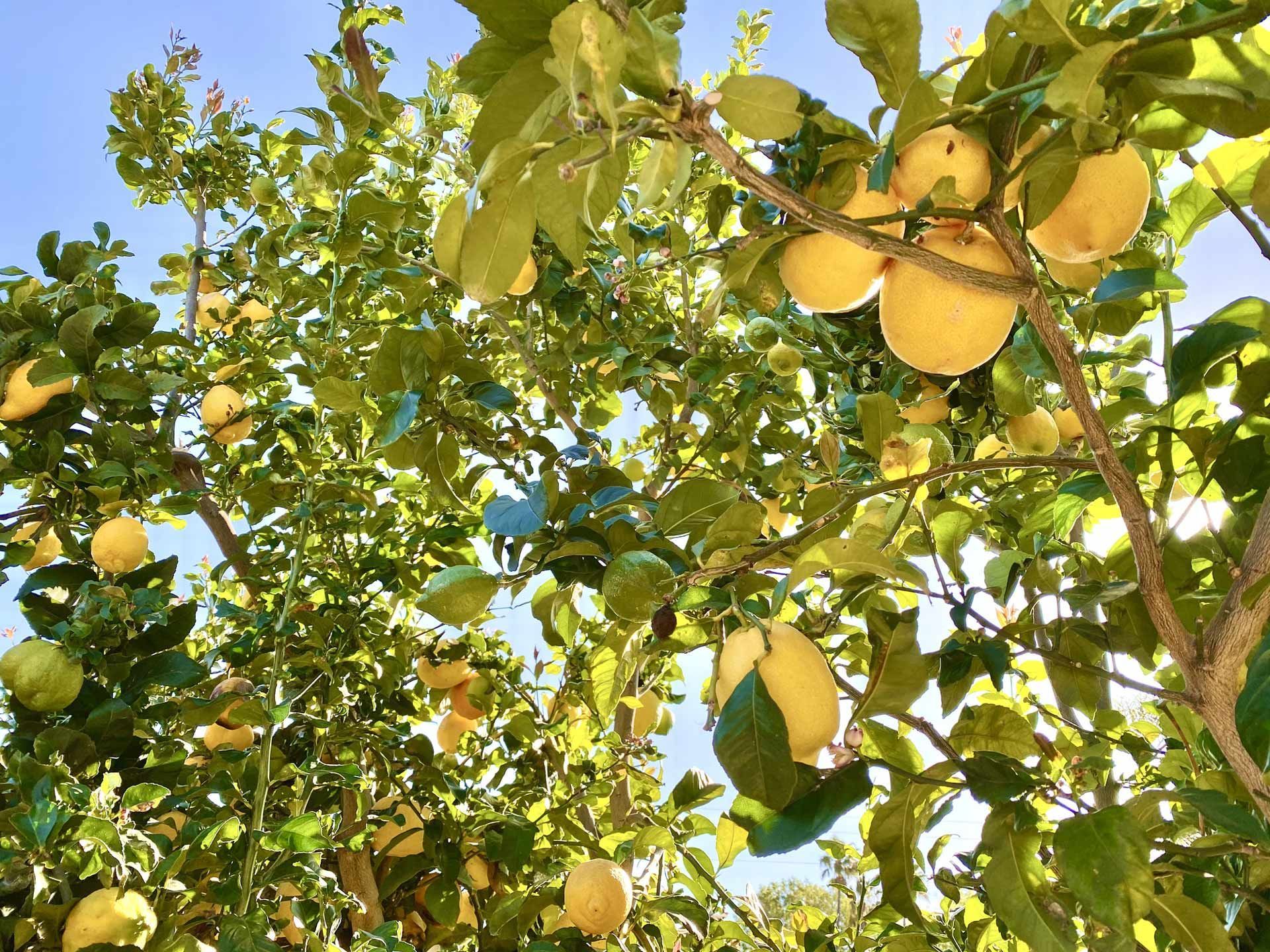 A bunch of lemons are hanging from a tree