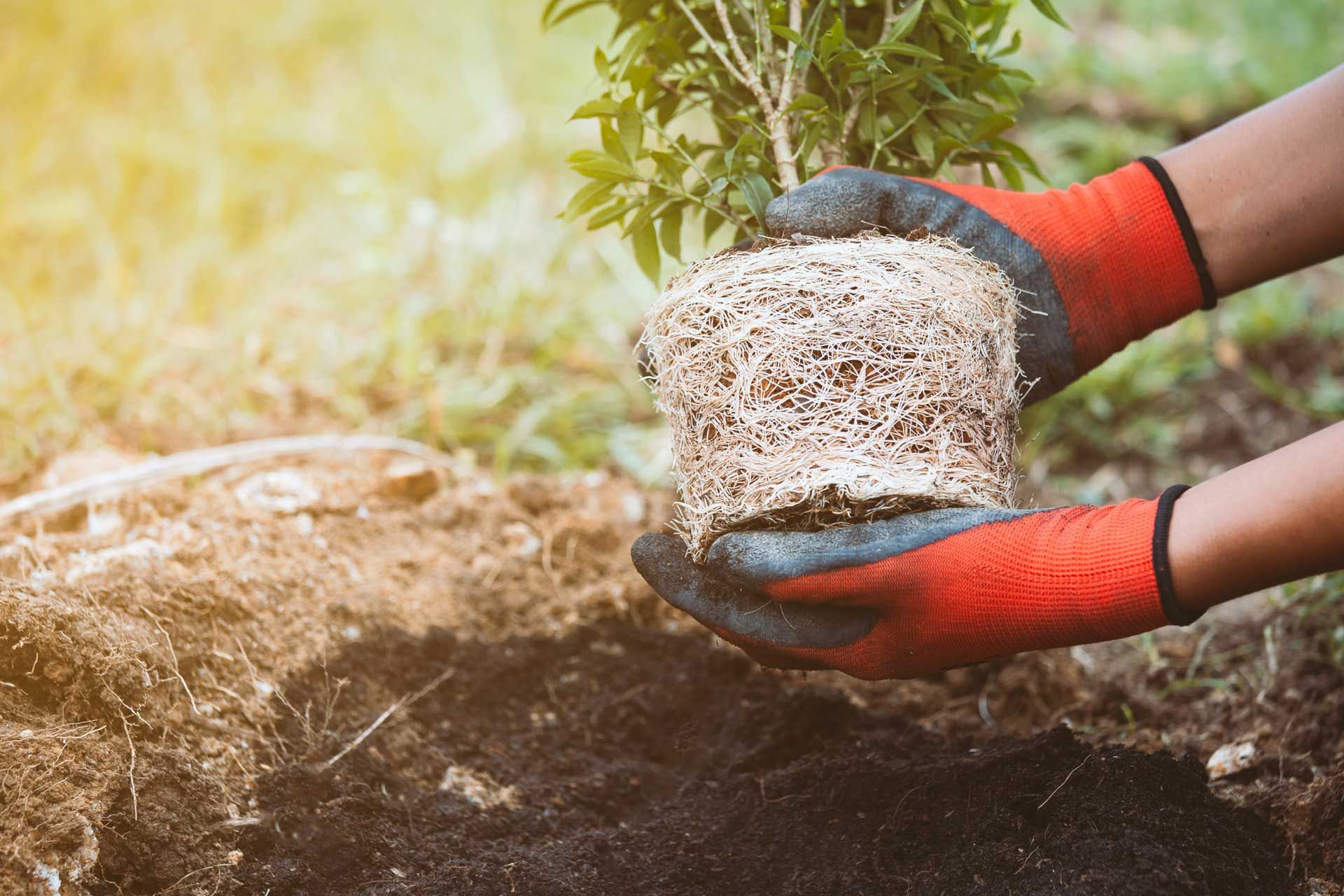 A person is holding a potted plant in their hands