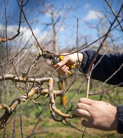 A person is cutting a tree branch with a pair of scissors