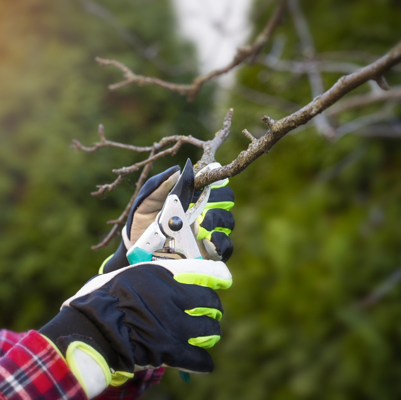 Tree pruning | West Point, KY | L & S Tree Service
