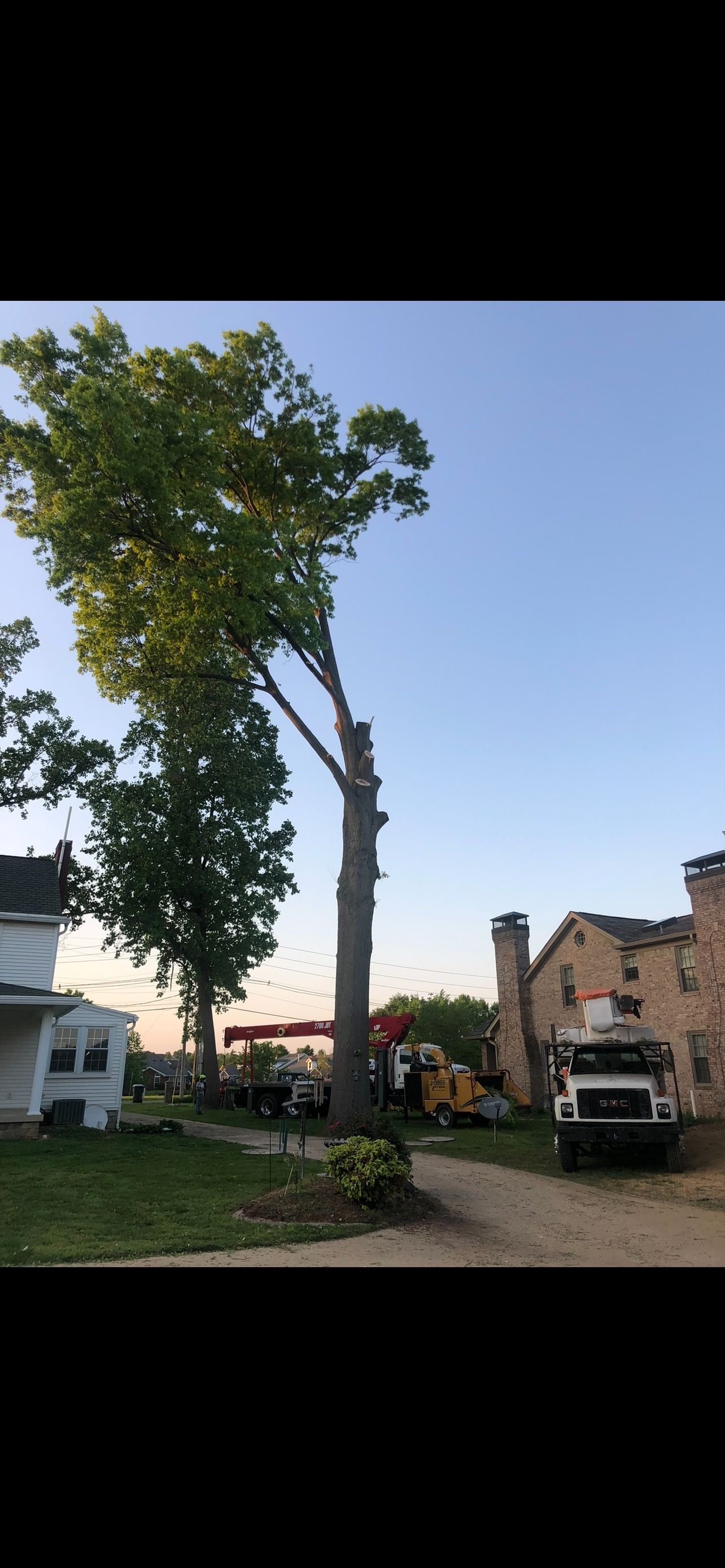 Removing | West Point, KY | L & S Tree Service